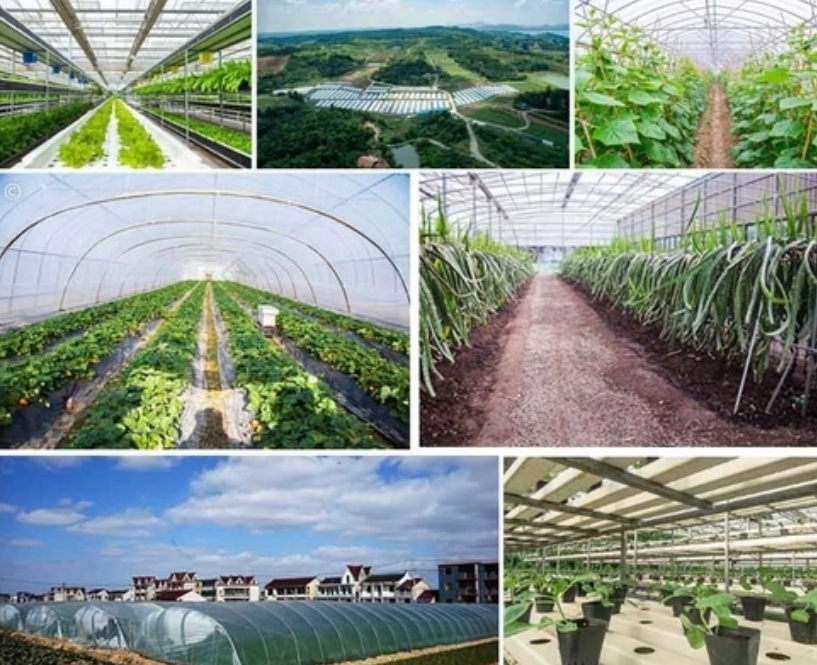 Heating Solutions for Agricultural Greenhouses